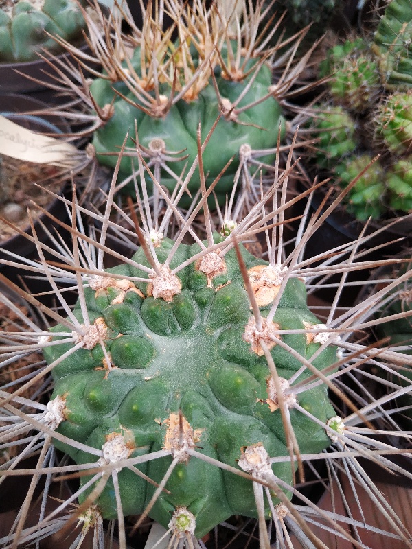 Gymnocalycium eurypleurum