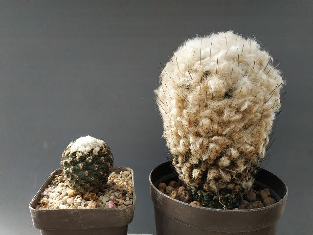 Turbinicarpus saueri ssp septentrionalis