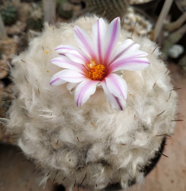 Turbinicarpus saueri ssp septentrionalis