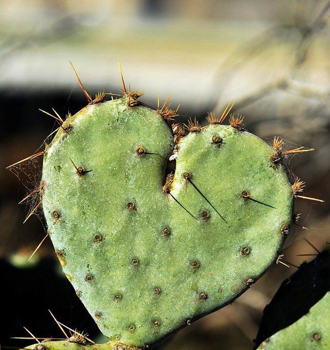 cactus-amor.jpg