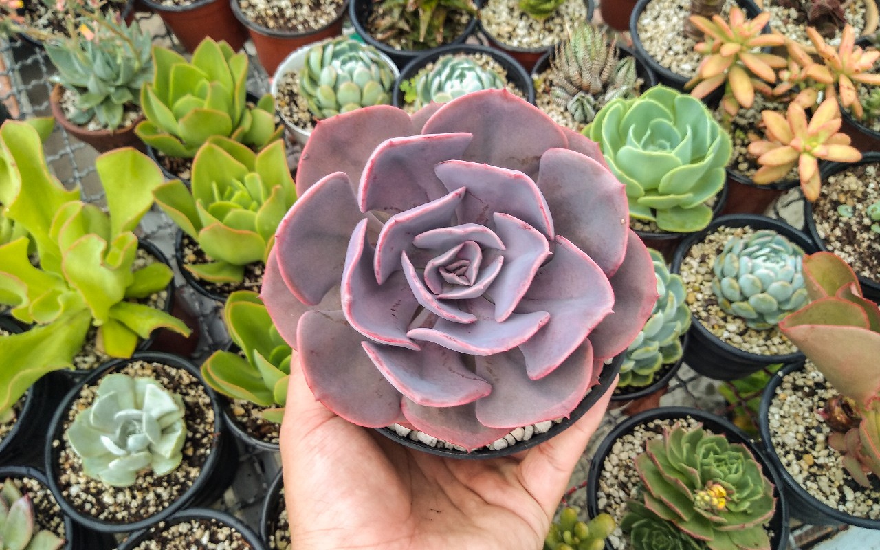 Echeveria 'Dusty Rose'.jpg