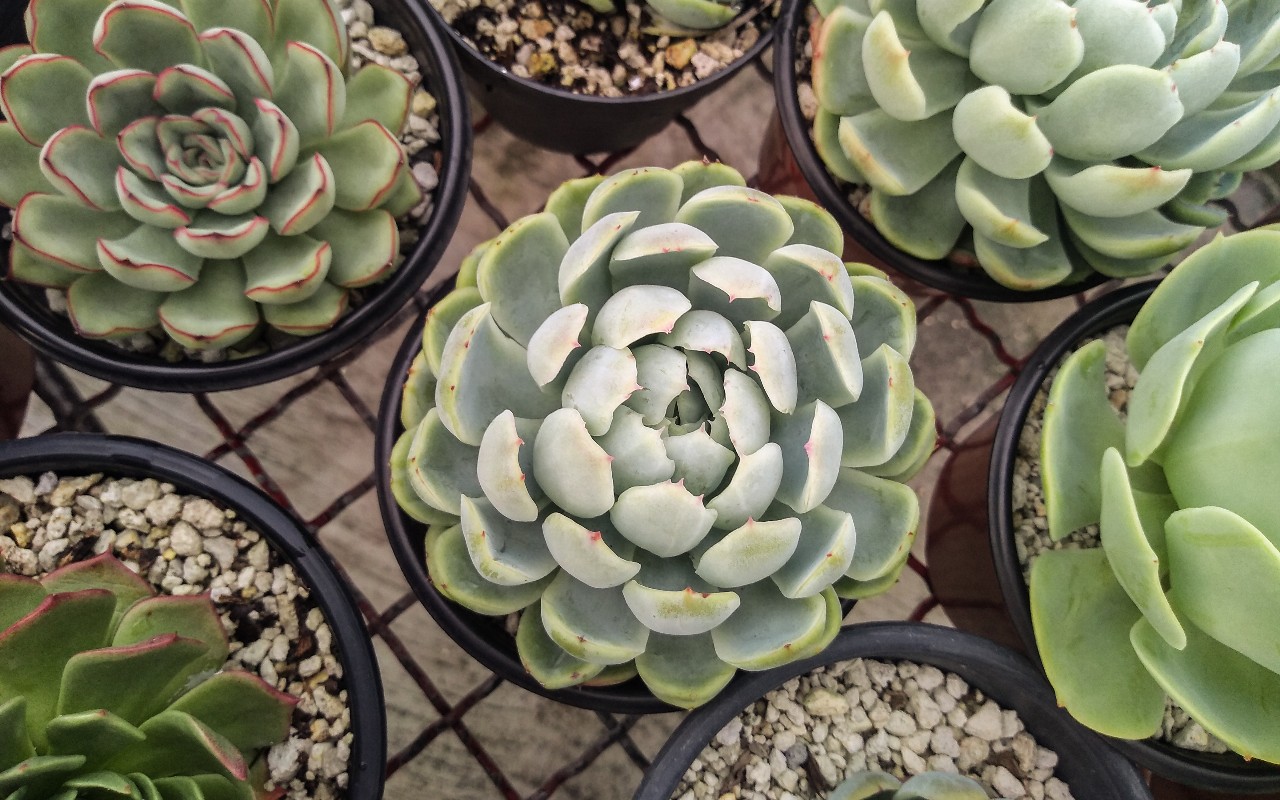 Echeveria elegans.jpg