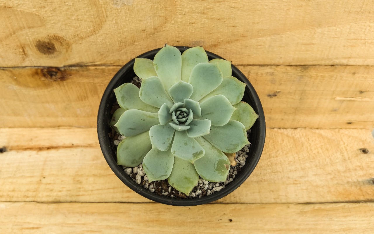 Echeveria secunda.jpg