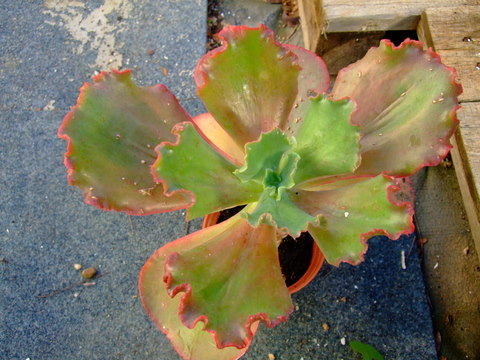 echeveria 7.jpg
