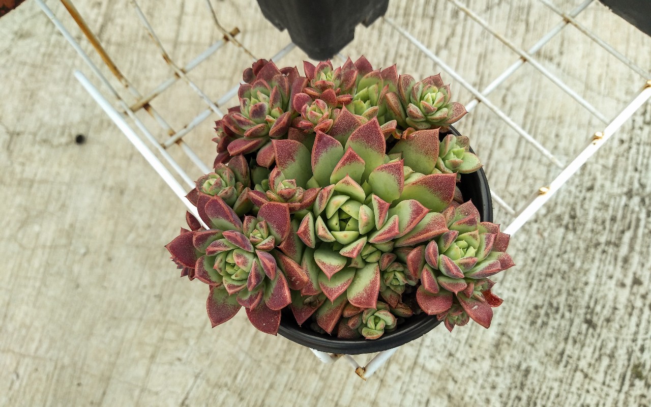 Graptopetalum macdougalli.jpg