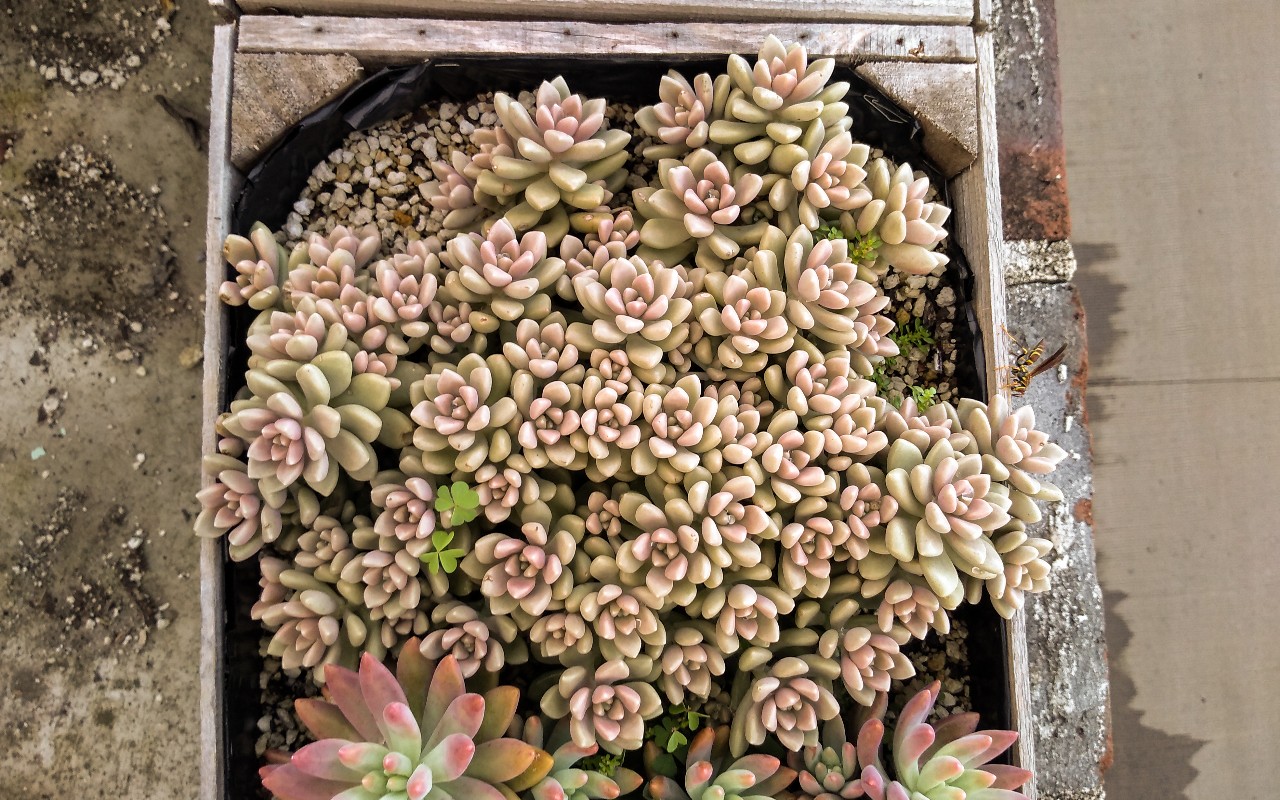 Graptopetalum mendozae.jpg