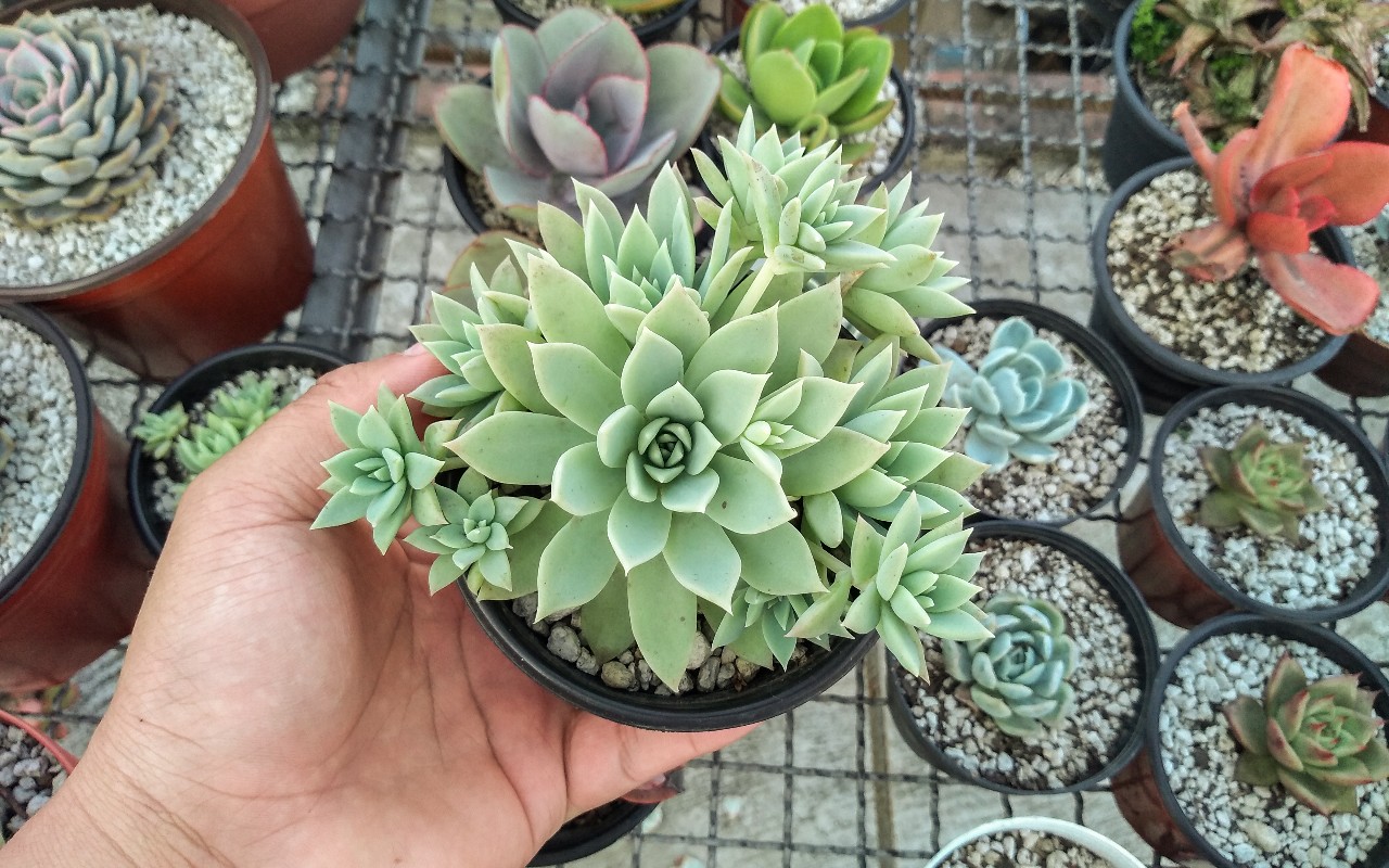 Graptopetalum macdougalli, fenotipo grande .jpg