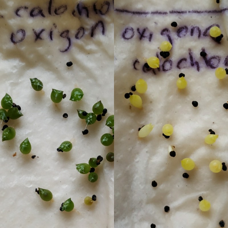E.calochlora x E.oxygona y  vice versa