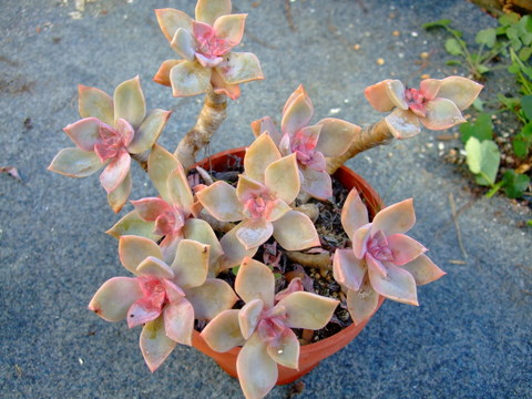 echeveria  11.jpg