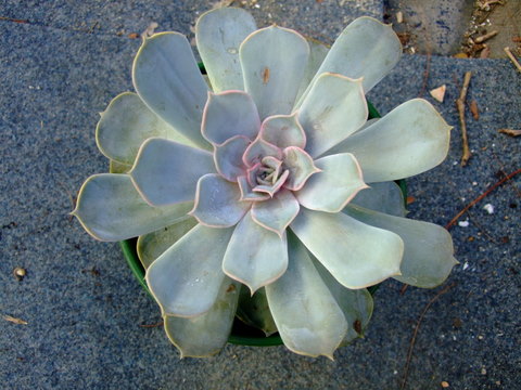 echeveria 6.jpg