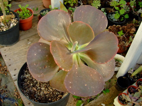 echeveria 3.jpg