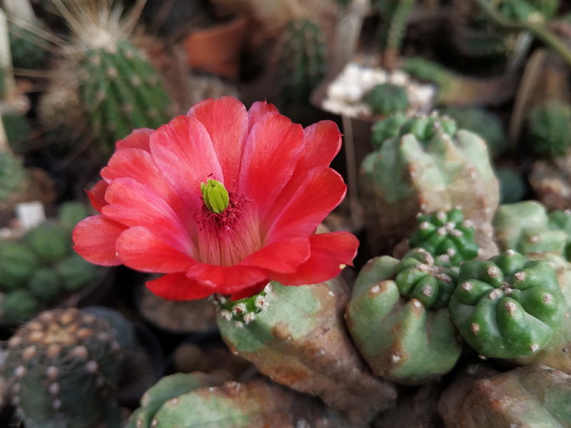 Echinocereus triglochidiatus v inermis