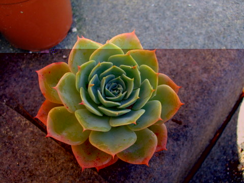echeveria  8.jpg