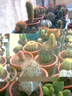 Cactus panoramica 2.JPG