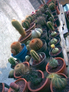 Cactus panoramica.JPG