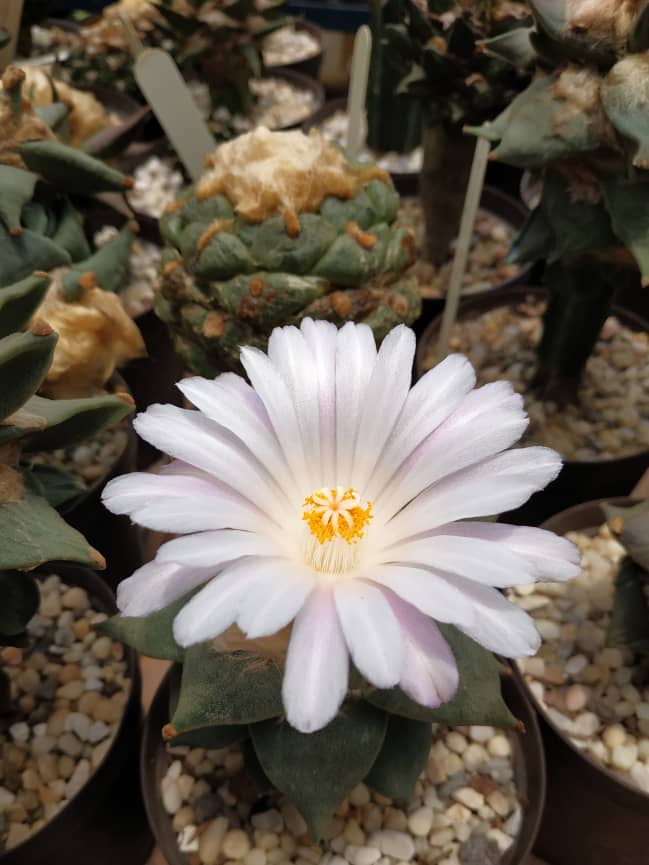 Ariocarpus retusus