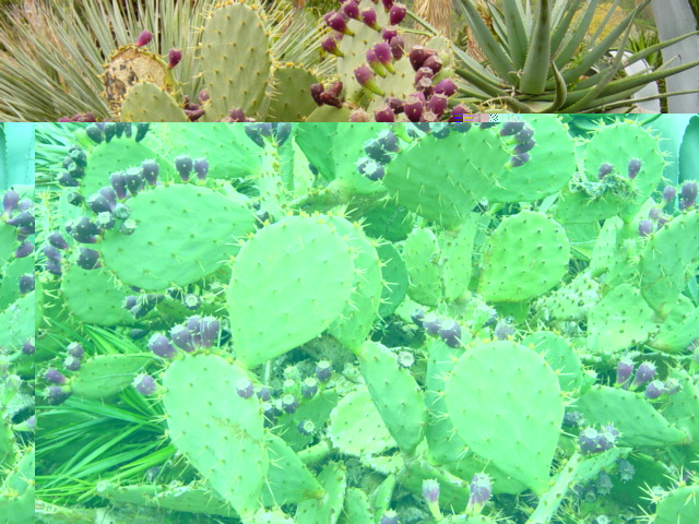 10-Opuntia.JPG