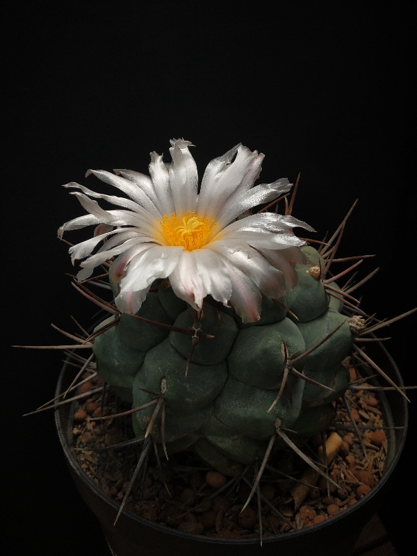 Thelocactus hexaedrophorus v lloydii