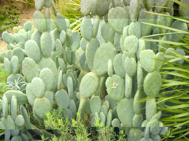 17-Opuntia.JPG