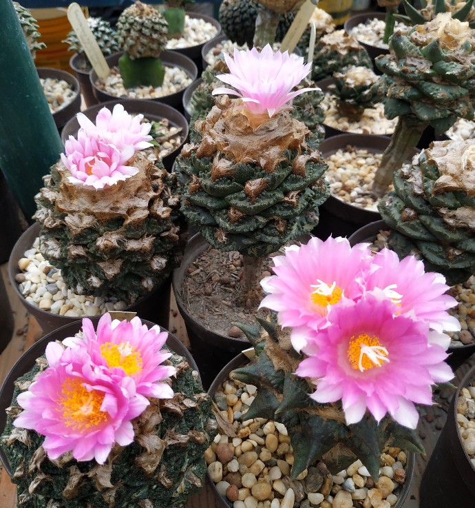Ariocarpus fissuratus