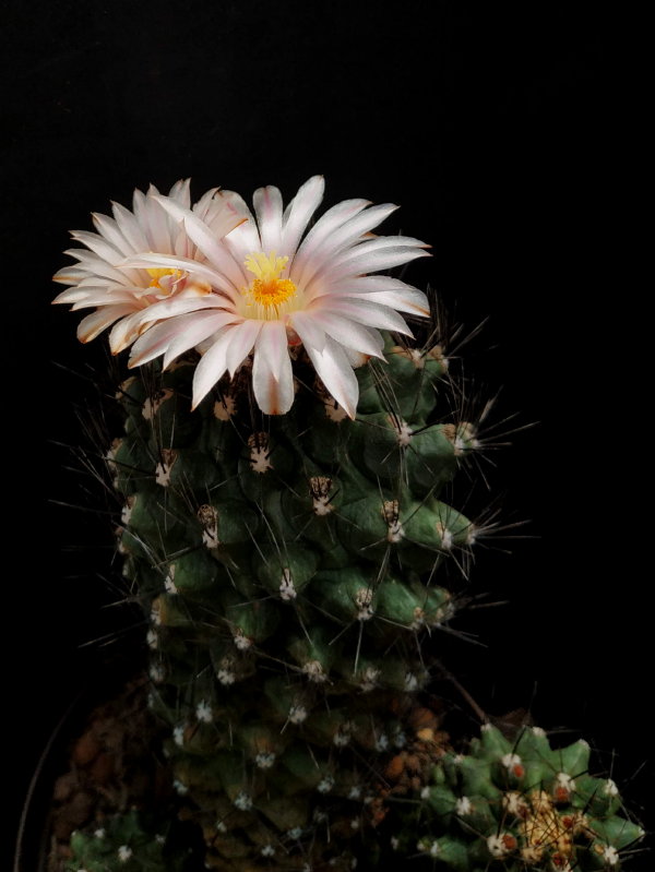 Thelocactus tulensis