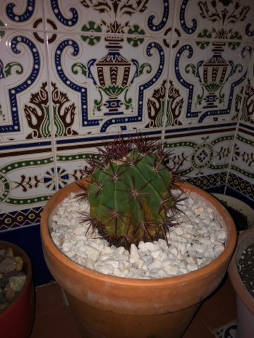Melocactus XXX