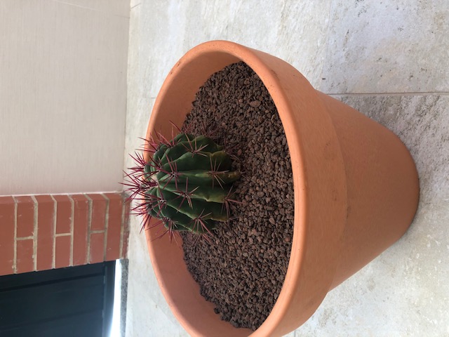 Ferocactus staniesii tras cambios