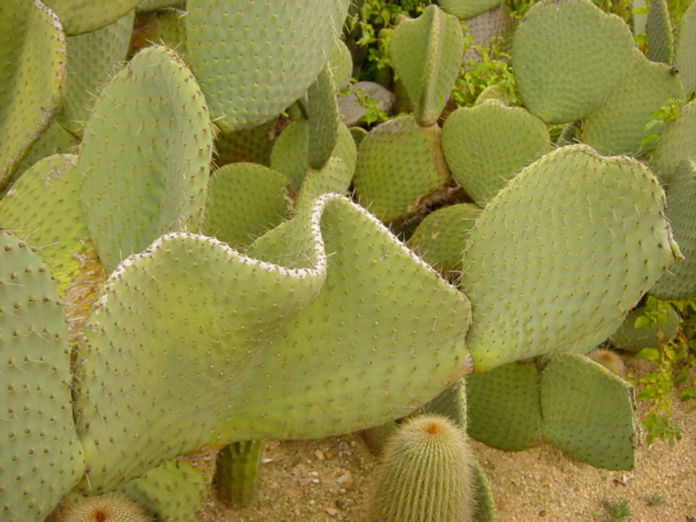 32-Opuntia (crestada).JPG