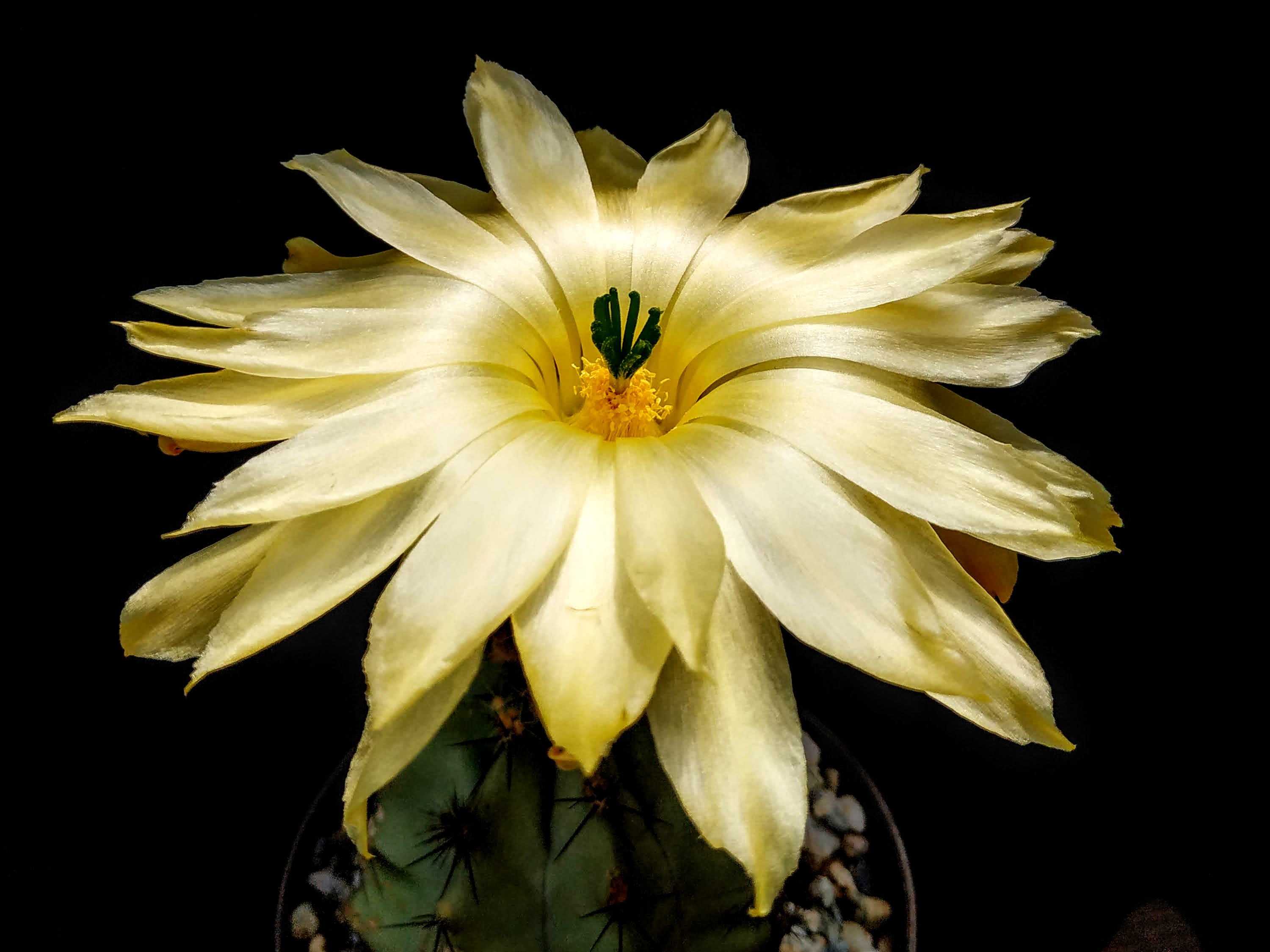 Echinocereus subinermis