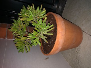 crassula ovata 'gollum' con visita