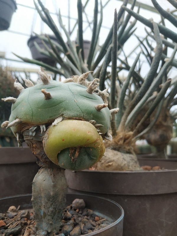 Lophophora diffusa