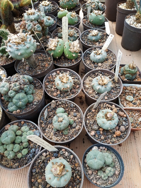 Lophophoras