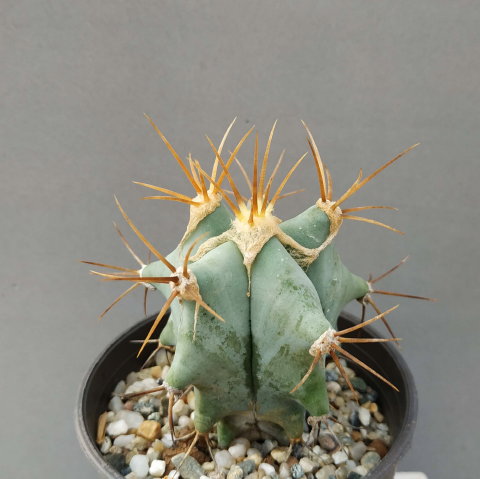 Echinocactus platyacanthus