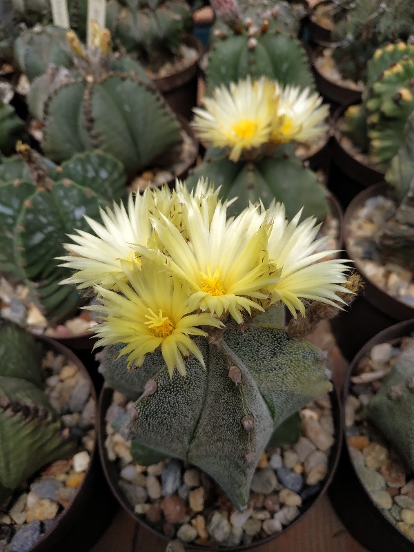 Astrophytum myriostigma