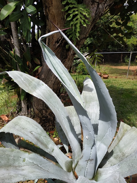 Agave americana