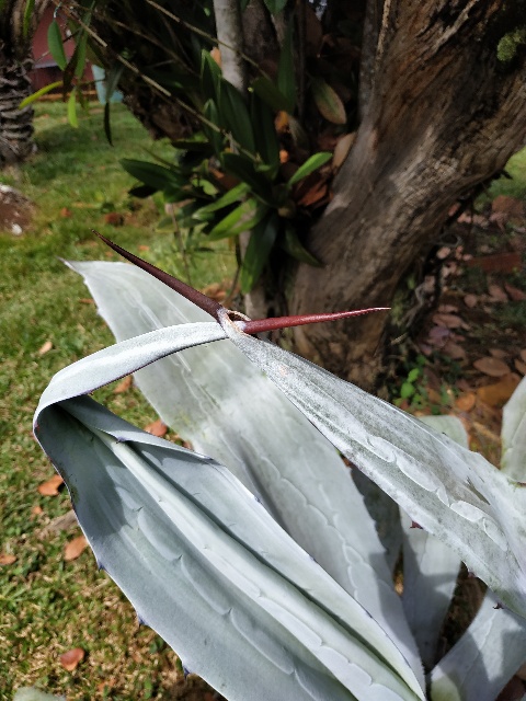 Agave americana