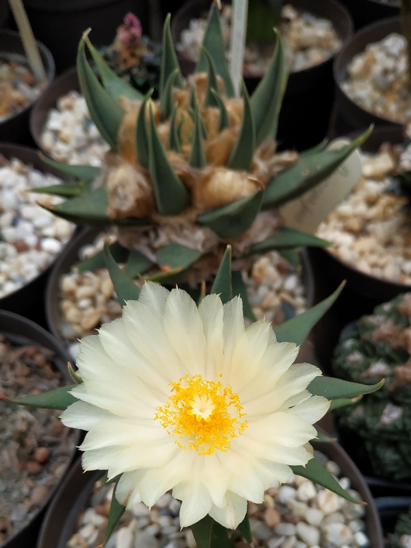 Ariocarpus trigonus