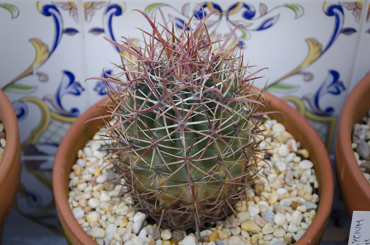 Ferocactus1_1.jpg