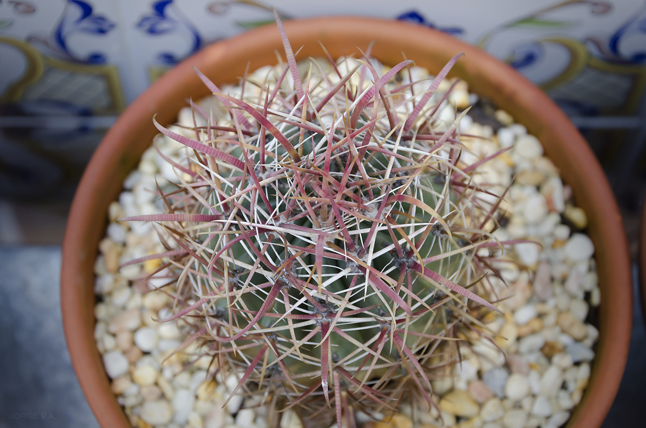 Ferocactus1_2.jpg