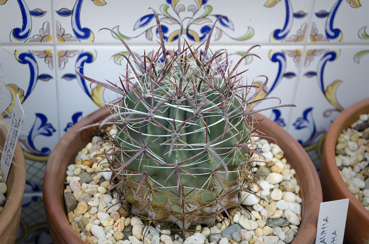Ferocactus2_1.jpg