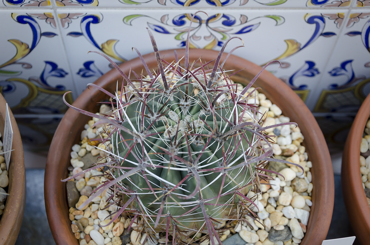 Ferocactus2_2.jpg