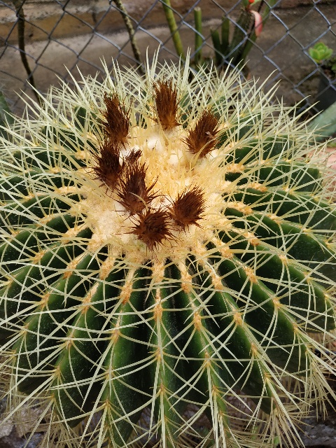 Frutos de Echinocactus grusonii