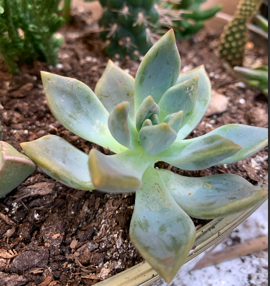 Dudleya Greenei.png