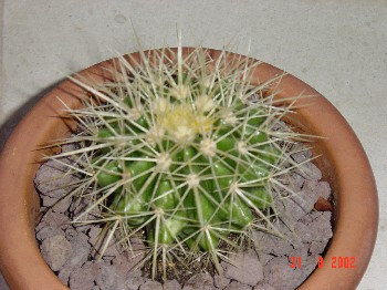 Echinocactus grusonii 324-10 2002-08 001.jpeg