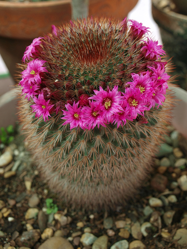 M. spinosissima en 2010