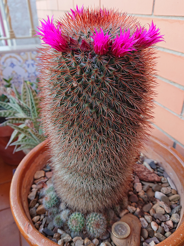 M. spinosissima en 2021