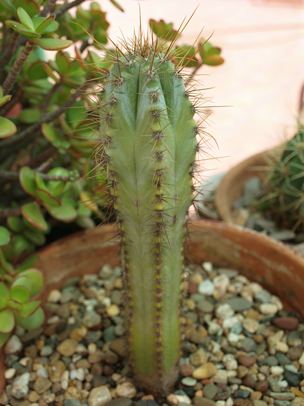 P. pachycladus en 2010