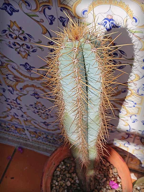 P. pachycladus en 2021