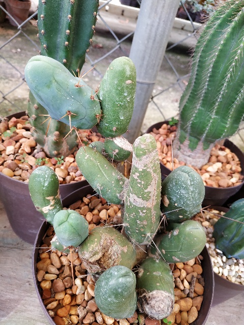 Trichocereus bridgesii f monstruosa