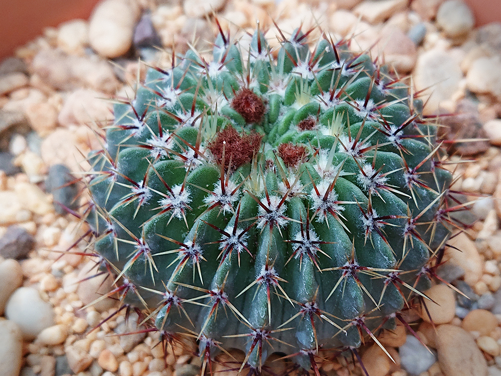 P. buiningii.jpg